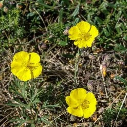 FuturePlanter Alle Pflanzen Im Shop Gelbes Sonnenröschen (Helianthemum Nummularium) 13 FuturePlanter Alle Pflanzen Im Shop Gelbes Sonnenröschen (Helianthemum Nummularium)