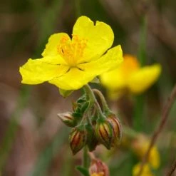FuturePlanter Alle Pflanzen Im Shop Gelbes Sonnenröschen (Helianthemum Nummularium)