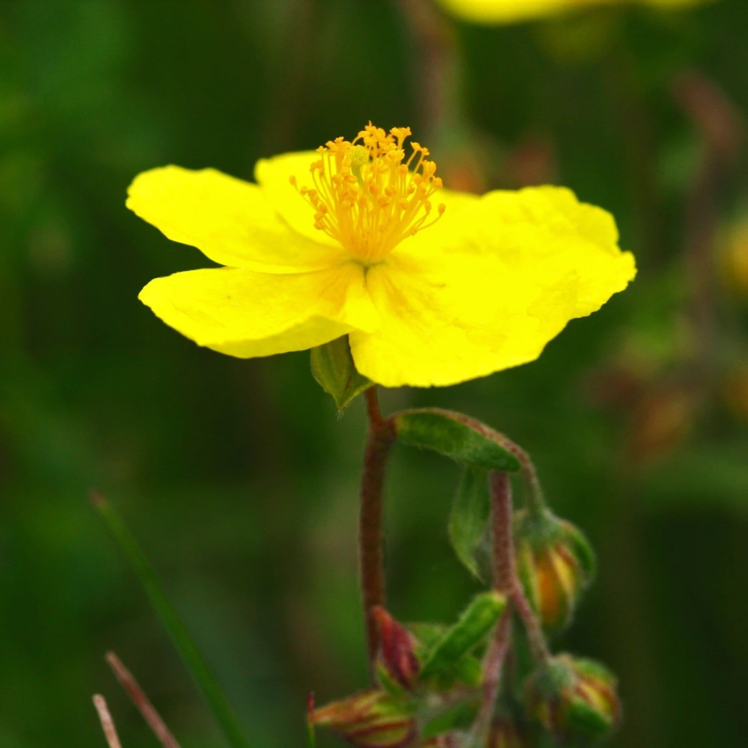 FuturePlanter Alle Pflanzen Im Shop Gelbes Sonnenröschen (Helianthemum Nummularium) 3 FuturePlanter Alle Pflanzen Im Shop Gelbes Sonnenröschen (Helianthemum Nummularium)