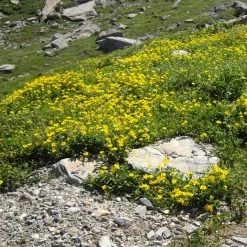 FuturePlanter Alle Pflanzen Im Shop Gelbes Sonnenröschen (Helianthemum Nummularium) 14 FuturePlanter Alle Pflanzen Im Shop Gelbes Sonnenröschen (Helianthemum Nummularium)