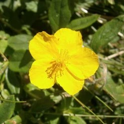 FuturePlanter Alle Pflanzen Im Shop Gelbes Sonnenröschen (Helianthemum Nummularium) 11 FuturePlanter Alle Pflanzen Im Shop Gelbes Sonnenröschen (Helianthemum Nummularium)