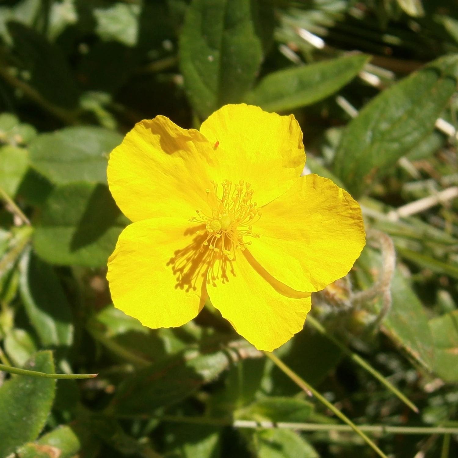 FuturePlanter Alle Pflanzen Im Shop Gelbes Sonnenröschen (Helianthemum Nummularium) 4 FuturePlanter Alle Pflanzen Im Shop Gelbes Sonnenröschen (Helianthemum Nummularium)