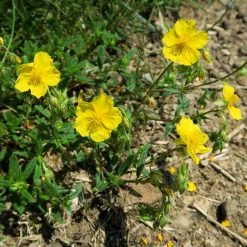 FuturePlanter Alle Pflanzen Im Shop Gelbes Sonnenröschen (Helianthemum Nummularium) 12 FuturePlanter Alle Pflanzen Im Shop Gelbes Sonnenröschen (Helianthemum Nummularium)