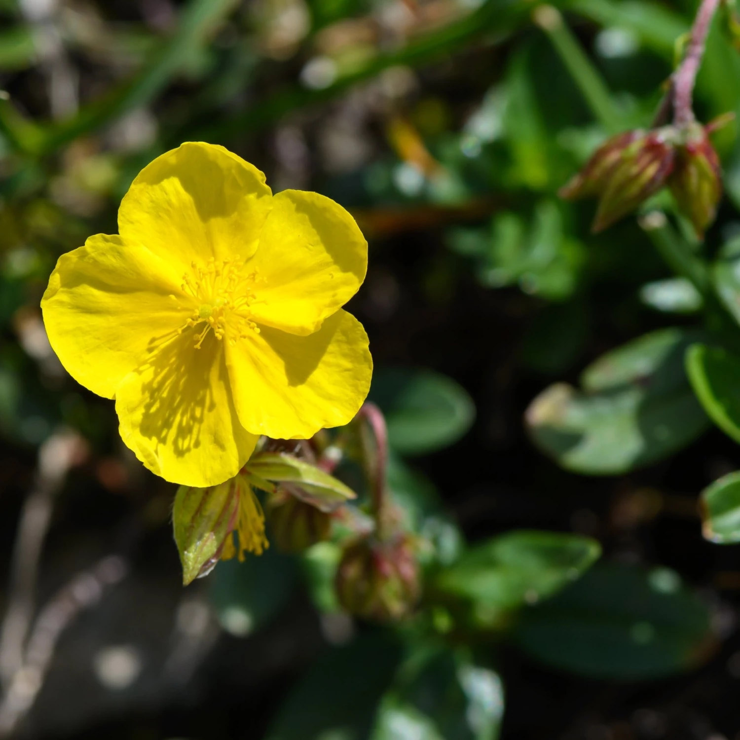 FuturePlanter Alle Pflanzen Im Shop Gelbes Sonnenröschen (Helianthemum Nummularium) 2 FuturePlanter Alle Pflanzen Im Shop Gelbes Sonnenröschen (Helianthemum Nummularium)
