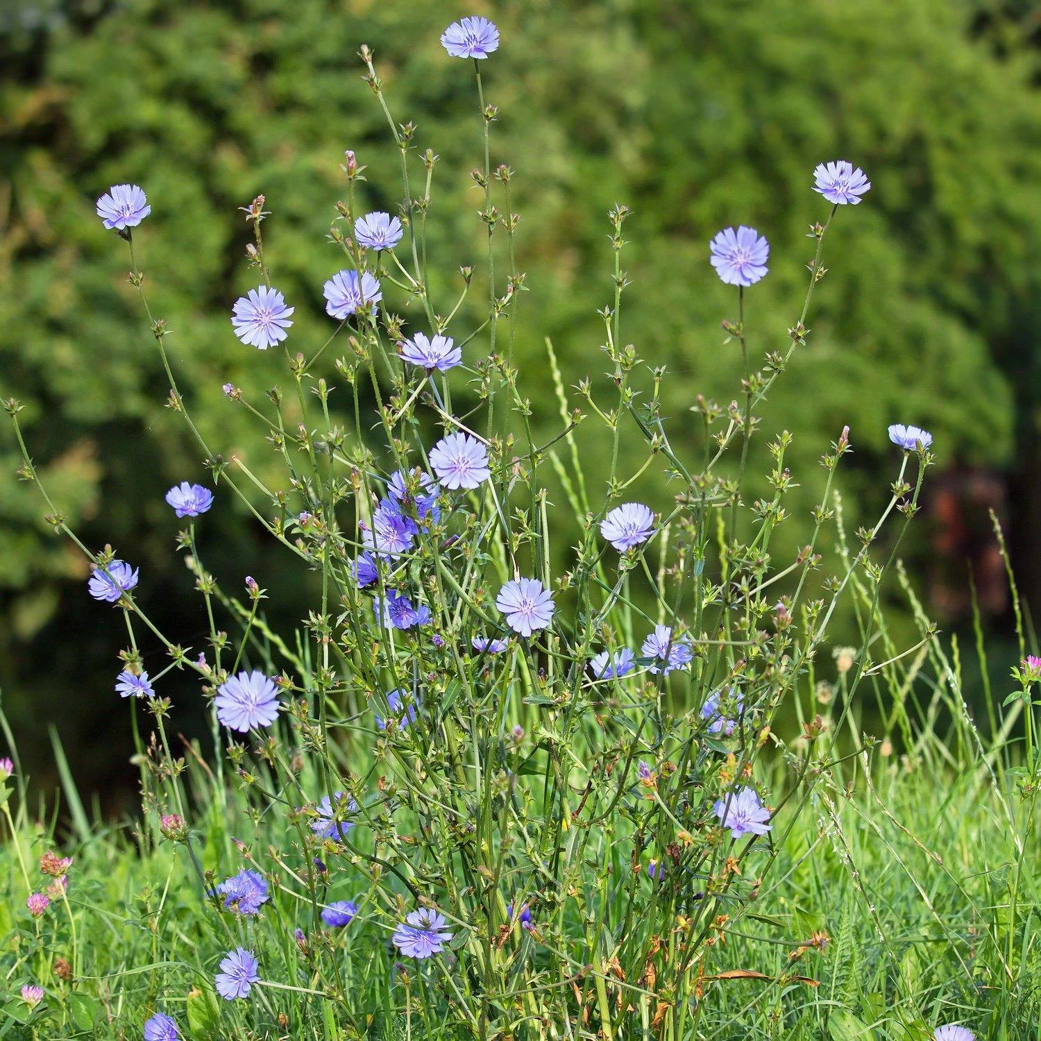 FuturePlanter Wegwarte (Cichorium Intybus) 8 FuturePlanter Wegwarte (Cichorium Intybus)