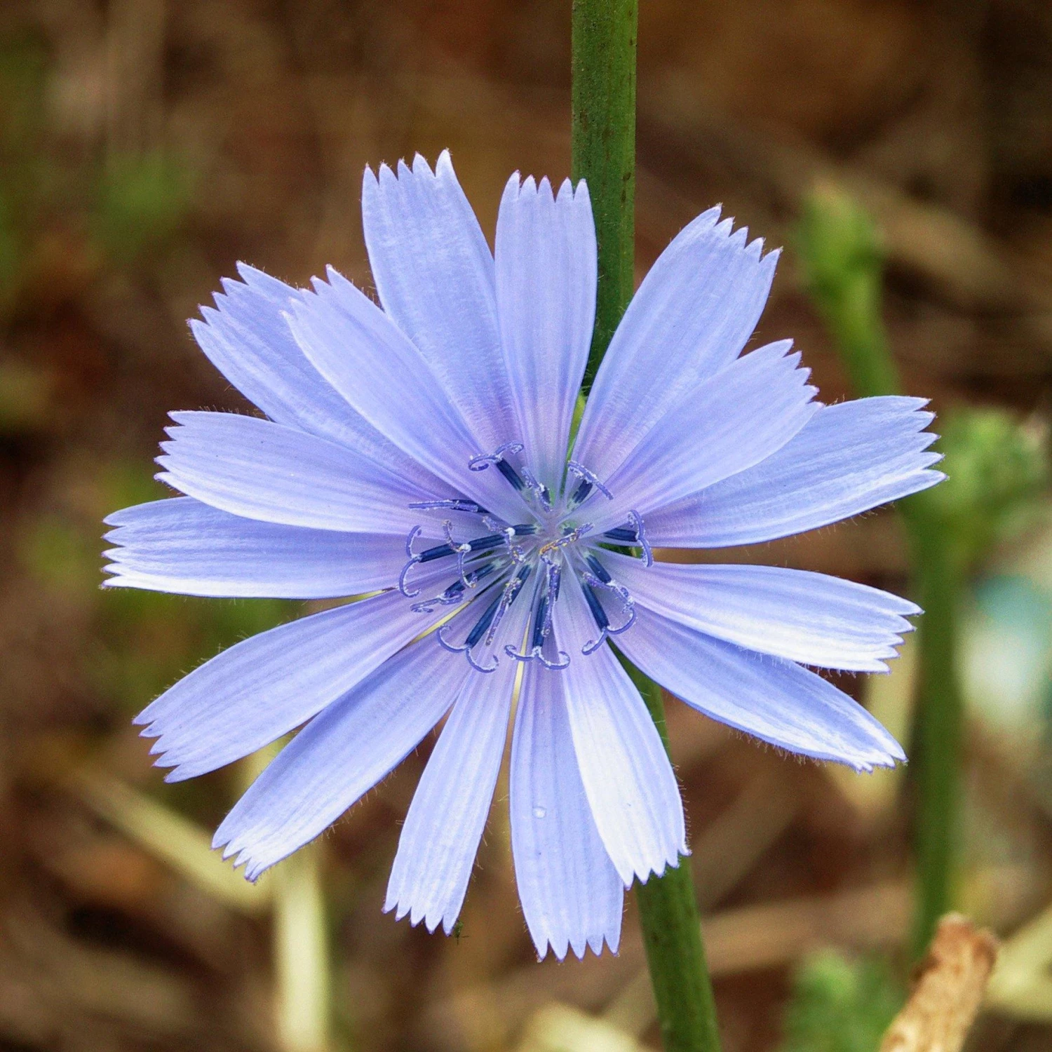 FuturePlanter Wegwarte (Cichorium Intybus) 1 FuturePlanter Wegwarte (Cichorium Intybus)