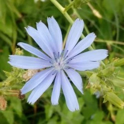 FuturePlanter Wegwarte (Cichorium Intybus) 14 FuturePlanter Wegwarte (Cichorium Intybus)