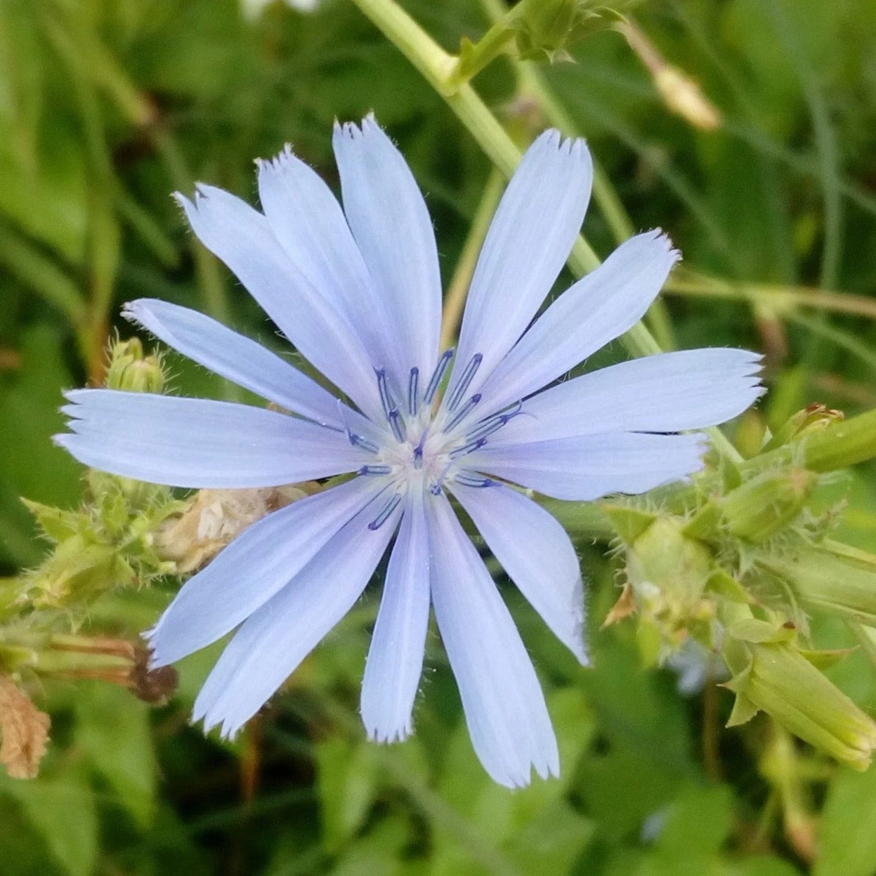 FuturePlanter Wegwarte (Cichorium Intybus) 7 FuturePlanter Wegwarte (Cichorium Intybus)