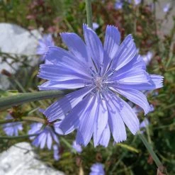 FuturePlanter Wegwarte (Cichorium Intybus) 12 FuturePlanter Wegwarte (Cichorium Intybus)