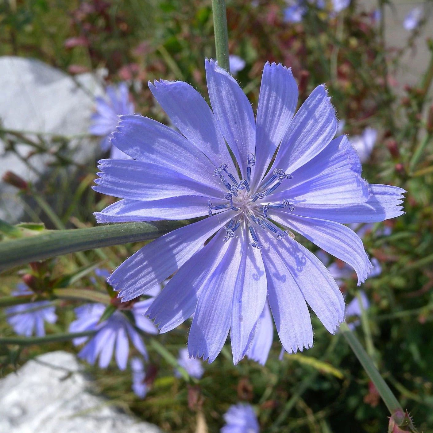 FuturePlanter Wegwarte (Cichorium Intybus) 5 FuturePlanter Wegwarte (Cichorium Intybus)