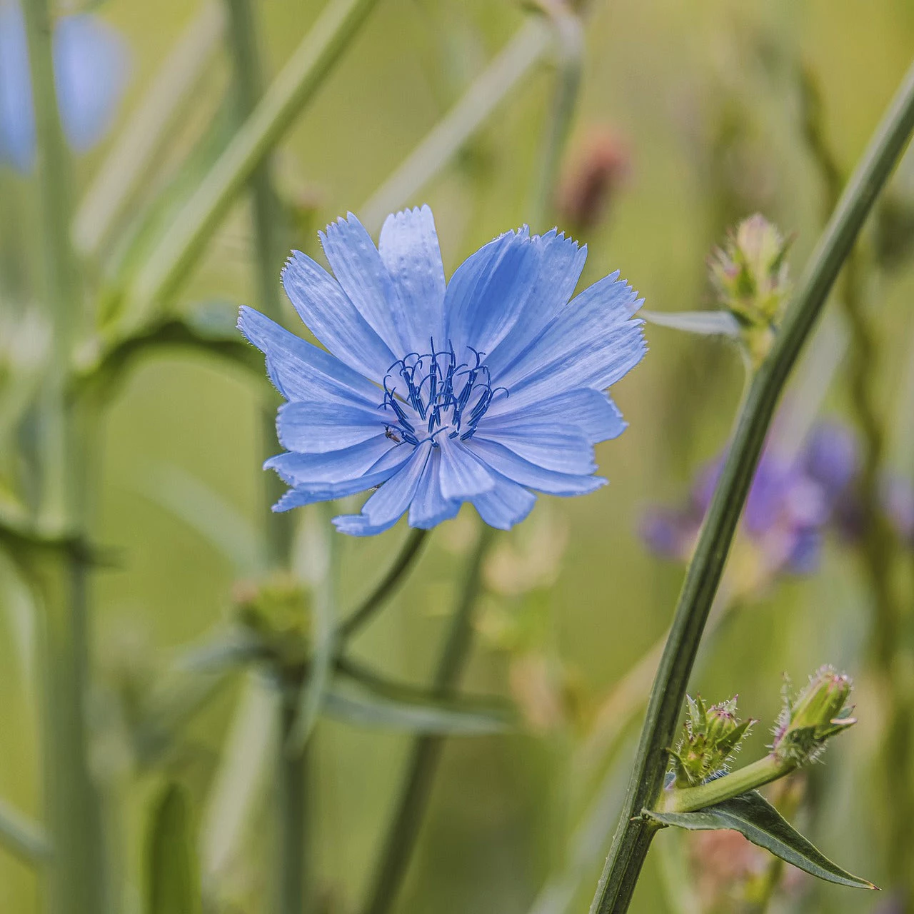 FuturePlanter Wegwarte (Cichorium Intybus) 4 FuturePlanter Wegwarte (Cichorium Intybus)
