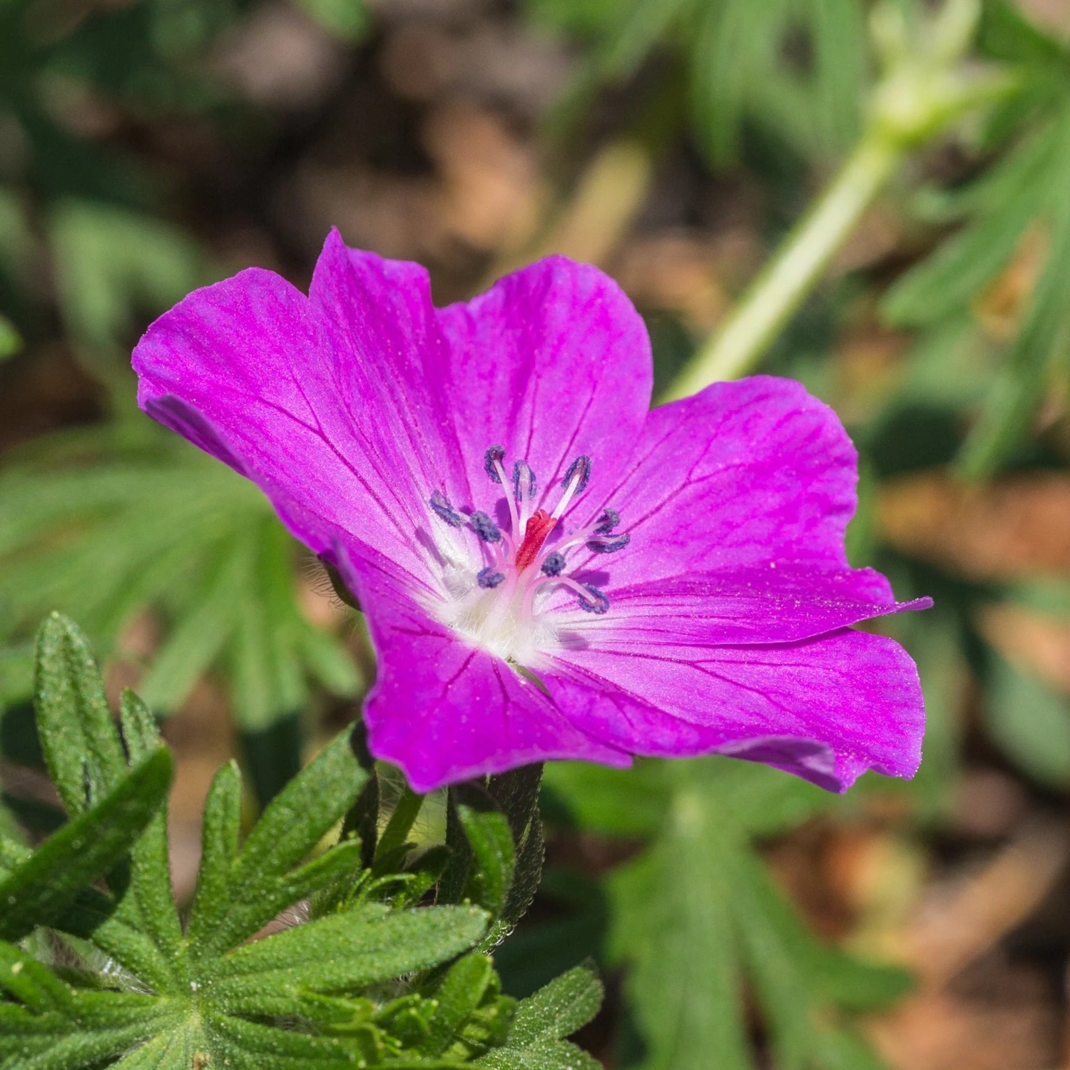 FuturePlanter Alle Pflanzen Im Shop Blutroter Storchschnabel (Geranium Sanguineum) 2 FuturePlanter Alle Pflanzen Im Shop Blutroter Storchschnabel (Geranium Sanguineum)
