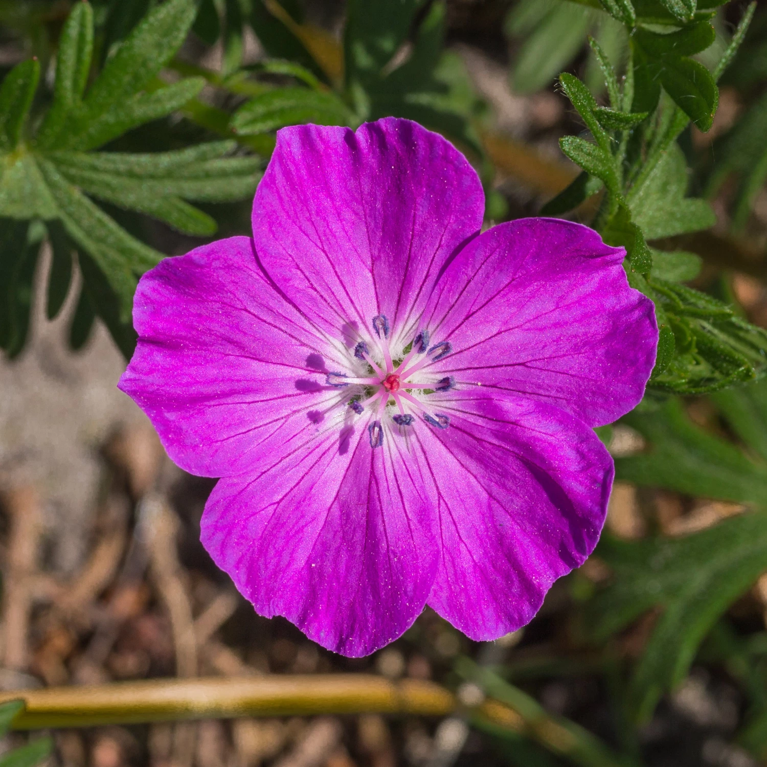 FuturePlanter Alle Pflanzen Im Shop Blutroter Storchschnabel (Geranium Sanguineum) 1 FuturePlanter Alle Pflanzen Im Shop Blutroter Storchschnabel (Geranium Sanguineum)