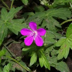 FuturePlanter Sumpf-Storchschnabel (Geranium Palustre) Alle Pflanzen Im Shop 13 FuturePlanter Sumpf-Storchschnabel (Geranium Palustre) Alle Pflanzen Im Shop