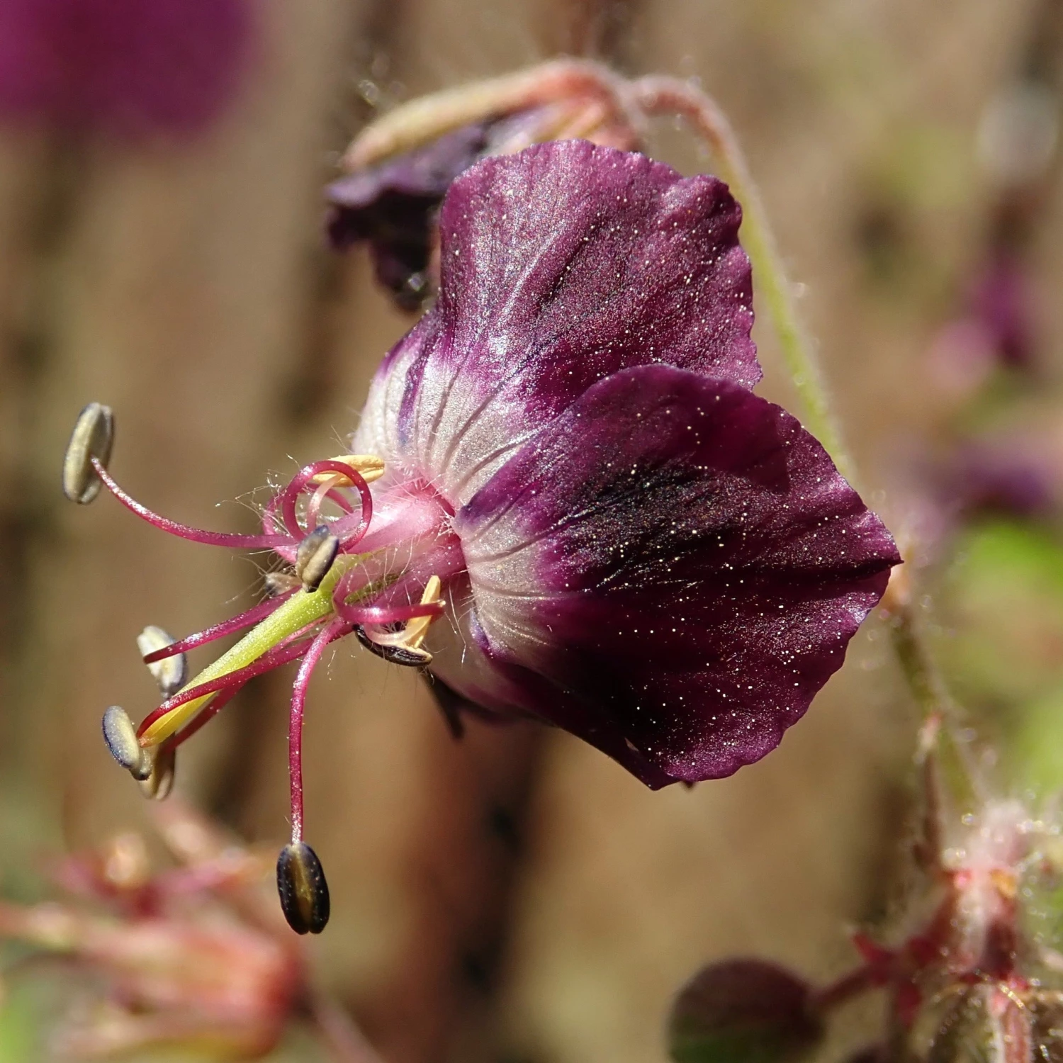 FuturePlanter Alle Pflanzen Im Shop Brauner Storchschnabel (Geranium Phaeum) 3 FuturePlanter Alle Pflanzen Im Shop Brauner Storchschnabel (Geranium Phaeum)