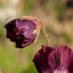 FuturePlanter Alle Pflanzen Im Shop Brauner Storchschnabel (Geranium Phaeum)