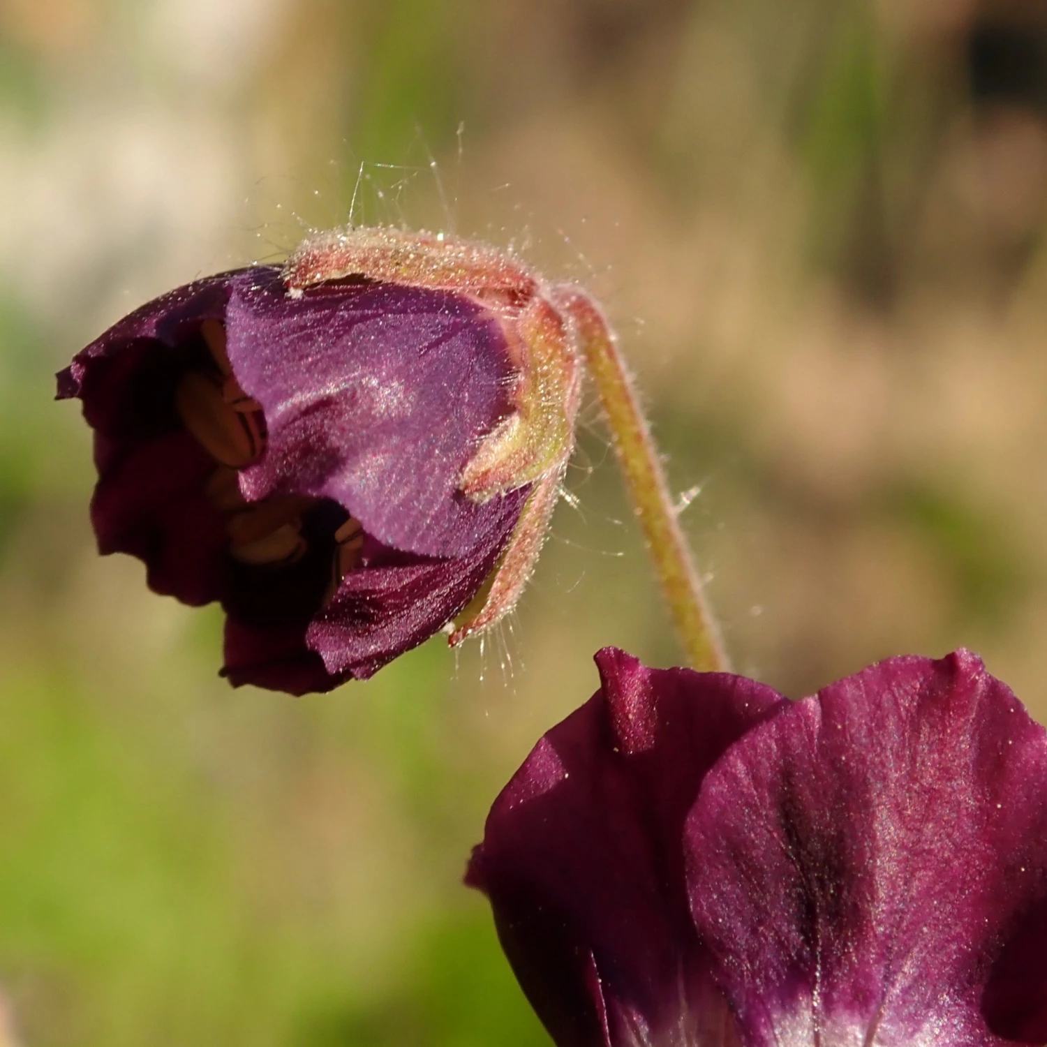 FuturePlanter Alle Pflanzen Im Shop Brauner Storchschnabel (Geranium Phaeum) 2 FuturePlanter Alle Pflanzen Im Shop Brauner Storchschnabel (Geranium Phaeum)