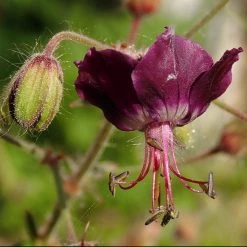 FuturePlanter Alle Pflanzen Im Shop Brauner Storchschnabel (Geranium Phaeum)