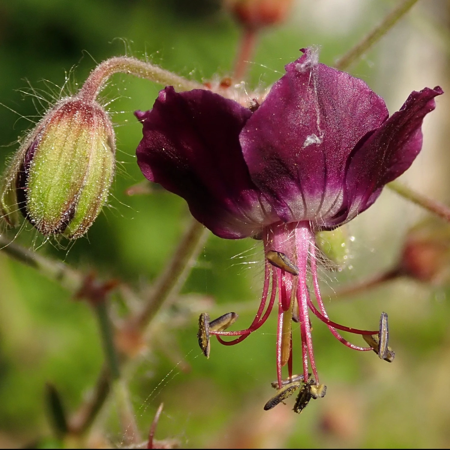 FuturePlanter Alle Pflanzen Im Shop Brauner Storchschnabel (Geranium Phaeum) 1 FuturePlanter Alle Pflanzen Im Shop Brauner Storchschnabel (Geranium Phaeum)