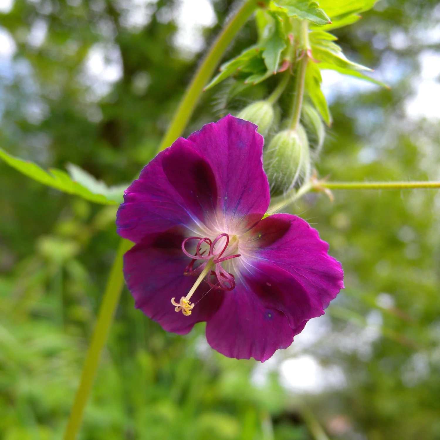 FuturePlanter Alle Pflanzen Im Shop Brauner Storchschnabel (Geranium Phaeum) 6 FuturePlanter Alle Pflanzen Im Shop Brauner Storchschnabel (Geranium Phaeum)