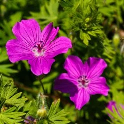 FuturePlanter Alle Pflanzen Im Shop Blutroter Storchschnabel (Geranium Sanguineum) 10 FuturePlanter Alle Pflanzen Im Shop Blutroter Storchschnabel (Geranium Sanguineum)