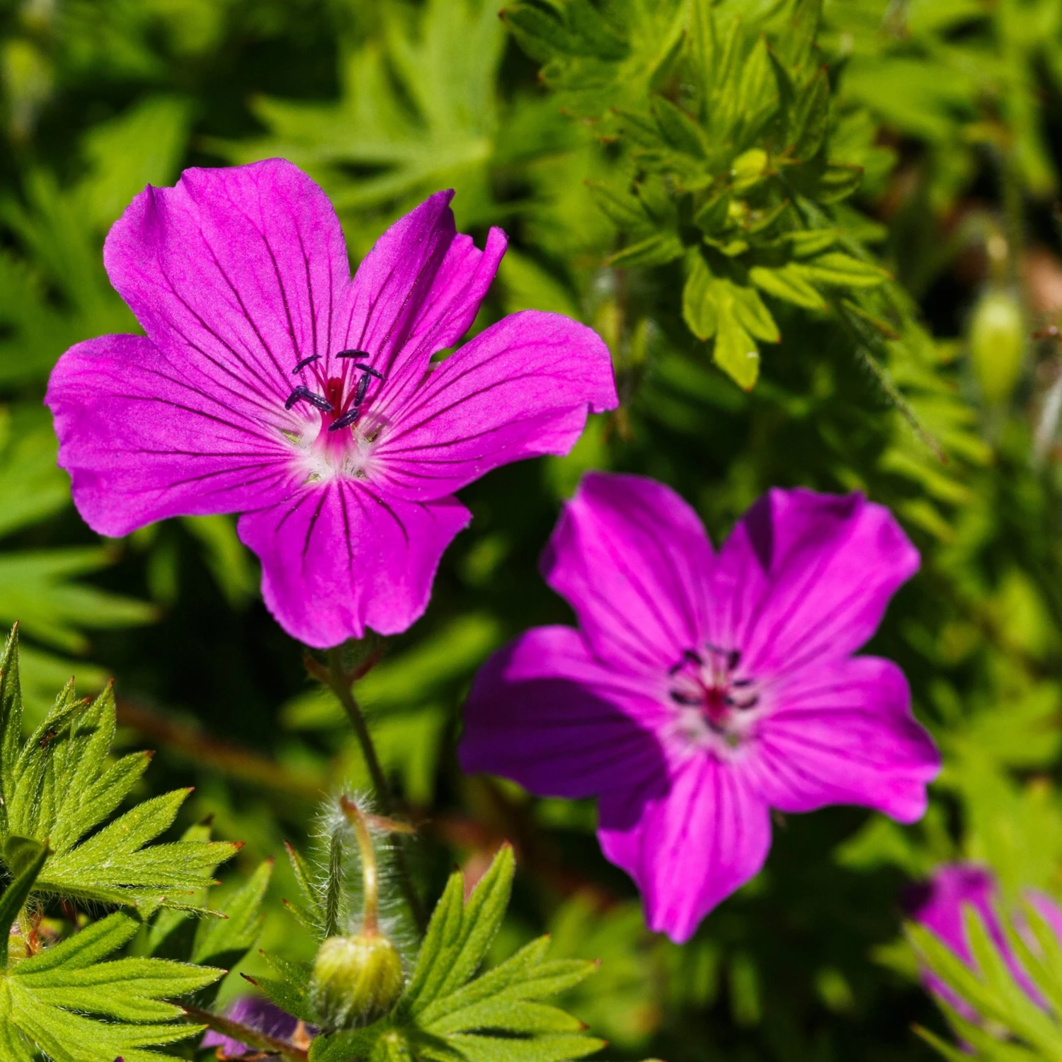 FuturePlanter Alle Pflanzen Im Shop Blutroter Storchschnabel (Geranium Sanguineum) 3 FuturePlanter Alle Pflanzen Im Shop Blutroter Storchschnabel (Geranium Sanguineum)
