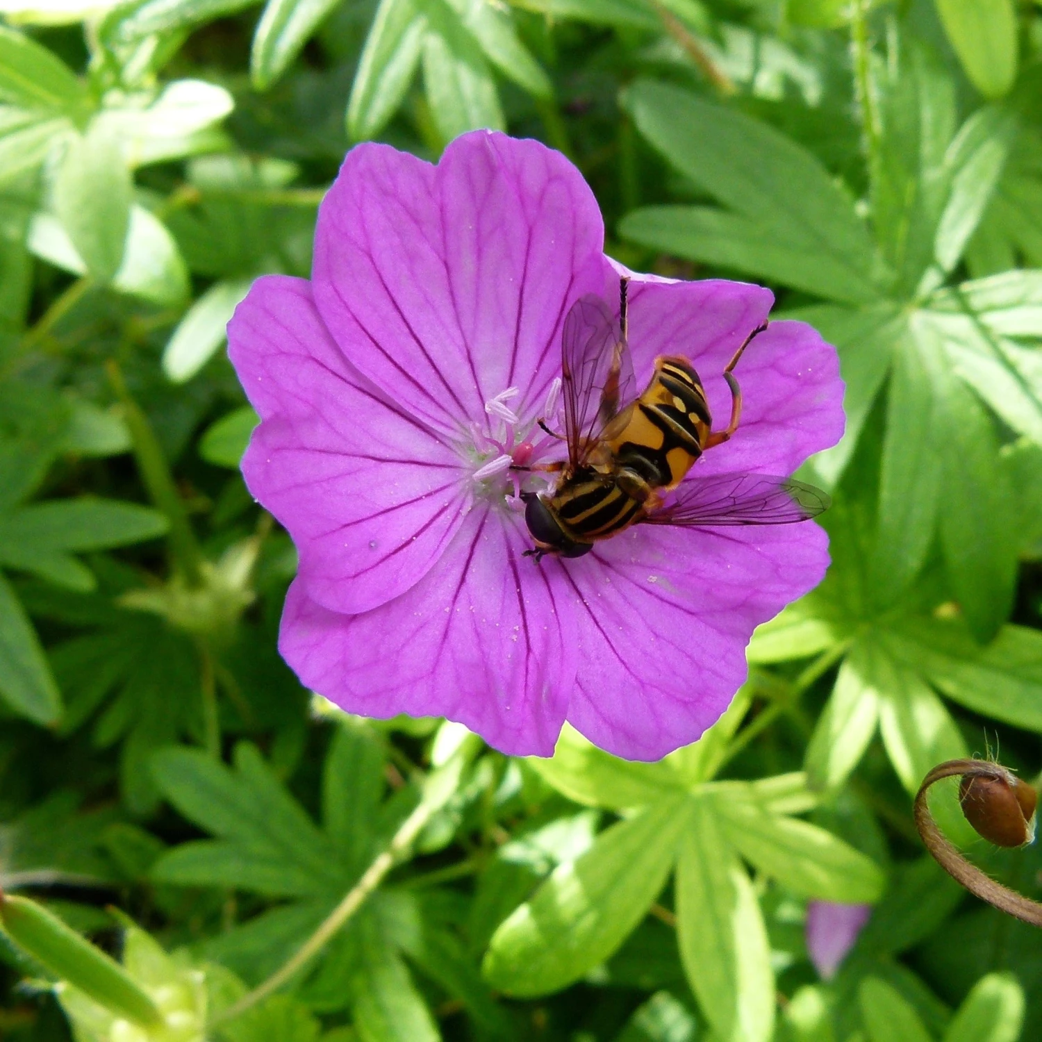 FuturePlanter Alle Pflanzen Im Shop Blutroter Storchschnabel (Geranium Sanguineum) 7 FuturePlanter Alle Pflanzen Im Shop Blutroter Storchschnabel (Geranium Sanguineum)