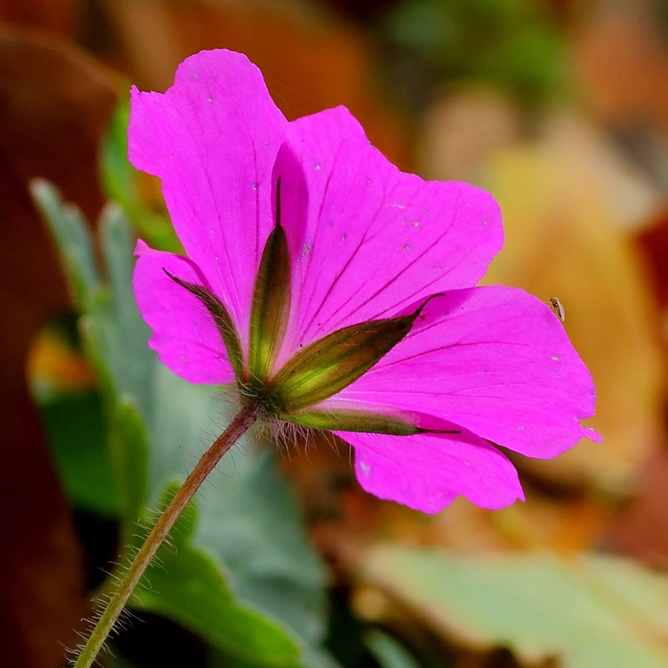 FuturePlanter Alle Pflanzen Im Shop Blutroter Storchschnabel (Geranium Sanguineum) 4 FuturePlanter Alle Pflanzen Im Shop Blutroter Storchschnabel (Geranium Sanguineum)