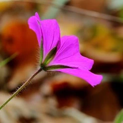 FuturePlanter Alle Pflanzen Im Shop Blutroter Storchschnabel (Geranium Sanguineum) 12 FuturePlanter Alle Pflanzen Im Shop Blutroter Storchschnabel (Geranium Sanguineum)