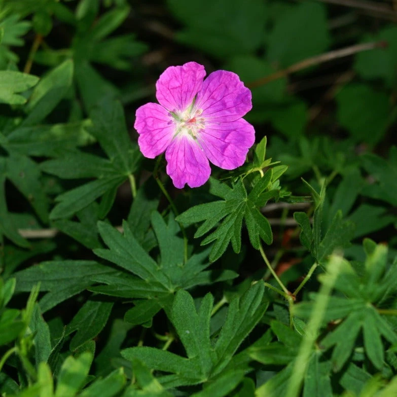 FuturePlanter Alle Pflanzen Im Shop Blutroter Storchschnabel (Geranium Sanguineum) 6 FuturePlanter Alle Pflanzen Im Shop Blutroter Storchschnabel (Geranium Sanguineum)