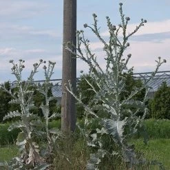 FuturePlanter Gewöhnliche Eselsdistel (Onopordum Acanthium) Alle Pflanzen Im Shop 13 FuturePlanter Gewöhnliche Eselsdistel (Onopordum Acanthium) Alle Pflanzen Im Shop
