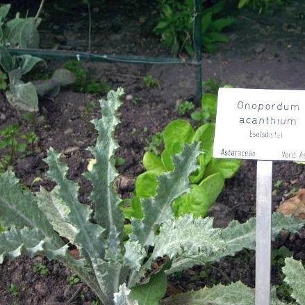 FuturePlanter Gewöhnliche Eselsdistel (Onopordum Acanthium) Alle Pflanzen Im Shop 5 FuturePlanter Gewöhnliche Eselsdistel (Onopordum Acanthium) Alle Pflanzen Im Shop