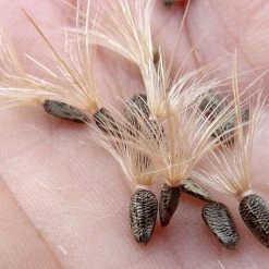 FuturePlanter Gewöhnliche Eselsdistel (Onopordum Acanthium) Alle Pflanzen Im Shop 15 FuturePlanter Gewöhnliche Eselsdistel (Onopordum Acanthium) Alle Pflanzen Im Shop