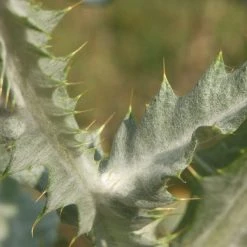 FuturePlanter Gewöhnliche Eselsdistel (Onopordum Acanthium) Alle Pflanzen Im Shop 11 FuturePlanter Gewöhnliche Eselsdistel (Onopordum Acanthium) Alle Pflanzen Im Shop