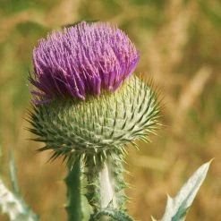 FuturePlanter Gewöhnliche Eselsdistel (Onopordum Acanthium) Alle Pflanzen Im Shop