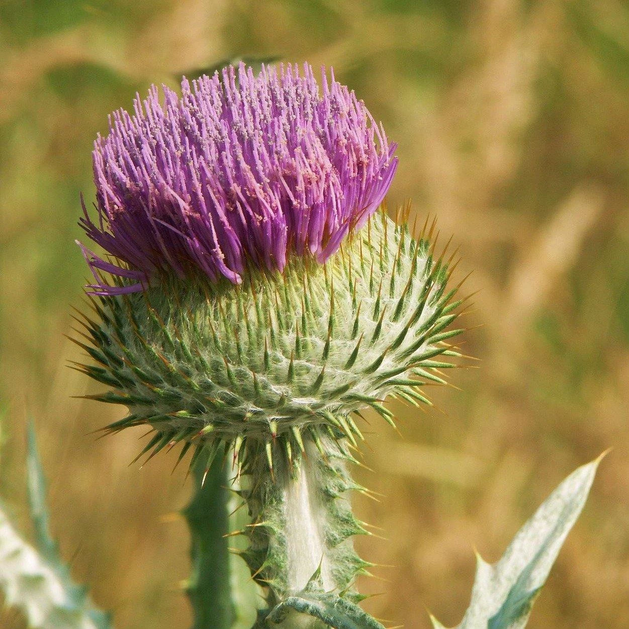 FuturePlanter Gewöhnliche Eselsdistel (Onopordum Acanthium) Alle Pflanzen Im Shop 2 FuturePlanter Gewöhnliche Eselsdistel (Onopordum Acanthium) Alle Pflanzen Im Shop