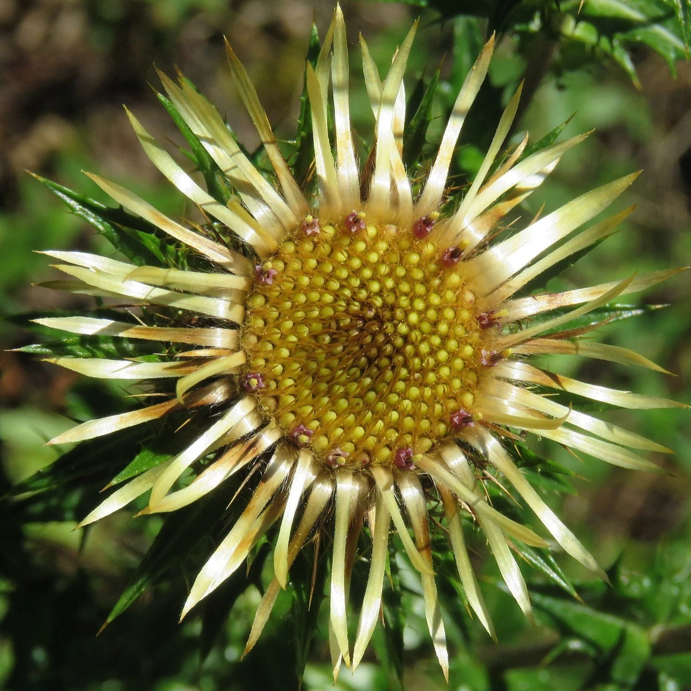 FuturePlanter Gewöhnliche Golddistel (Carlina Vulgaris) 6 FuturePlanter Gewöhnliche Golddistel (Carlina Vulgaris)