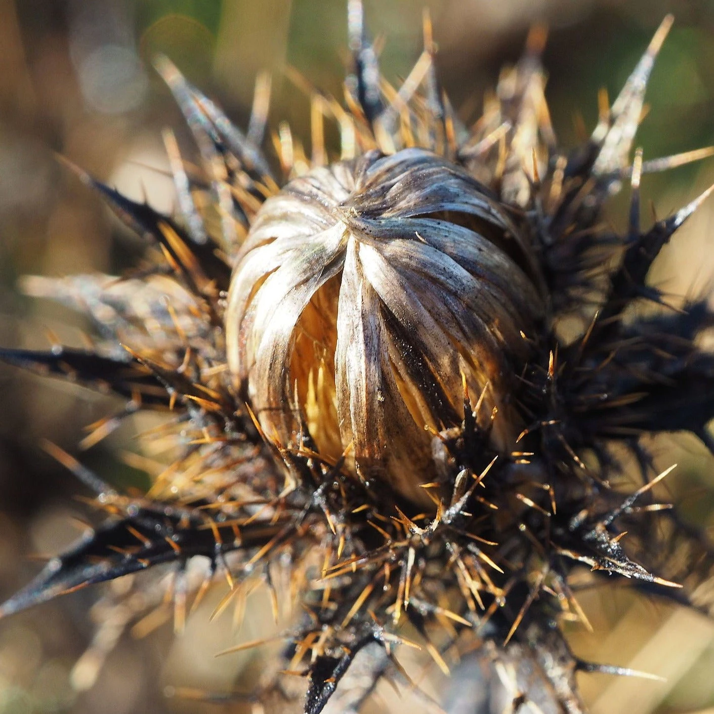 FuturePlanter Gewöhnliche Golddistel (Carlina Vulgaris) 5 FuturePlanter Gewöhnliche Golddistel (Carlina Vulgaris)