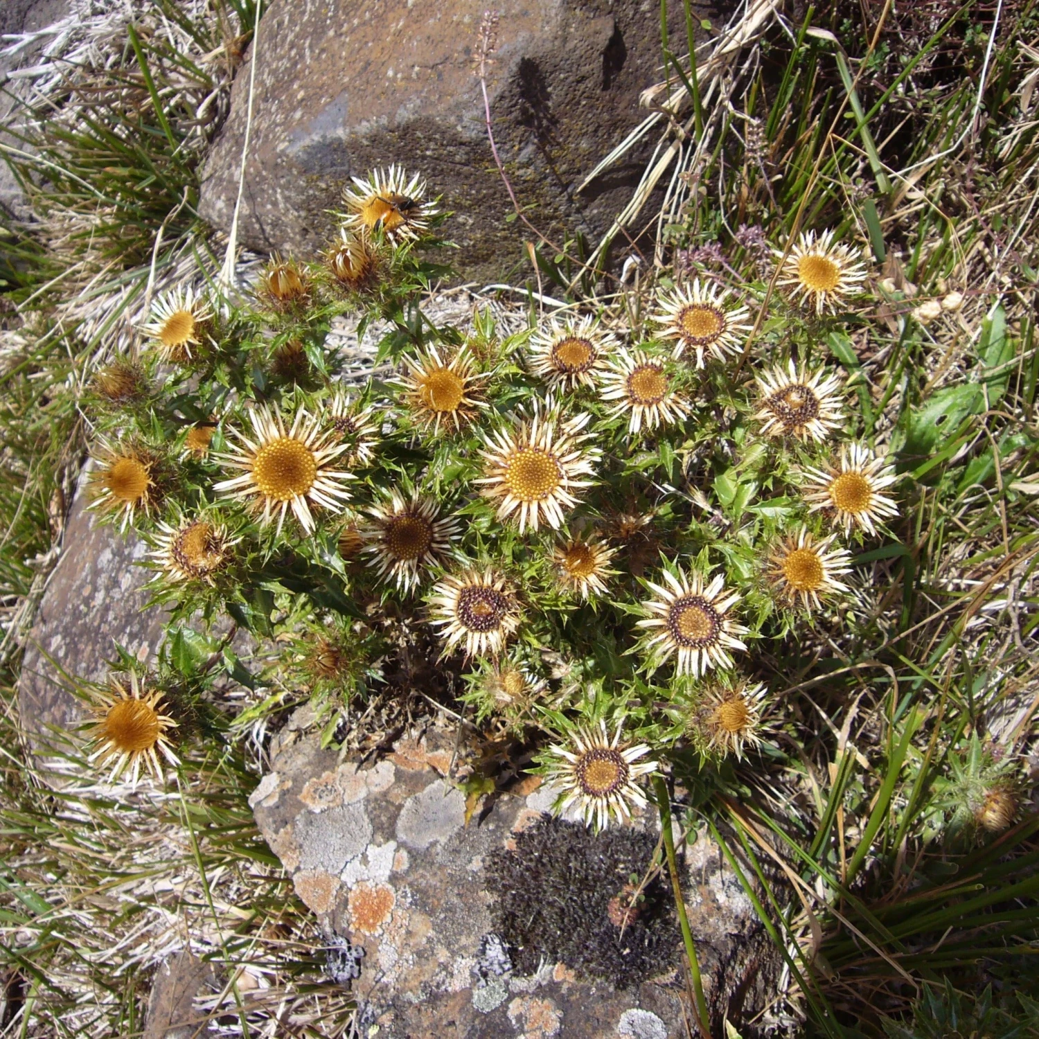 FuturePlanter Gewöhnliche Golddistel (Carlina Vulgaris) 7 FuturePlanter Gewöhnliche Golddistel (Carlina Vulgaris)
