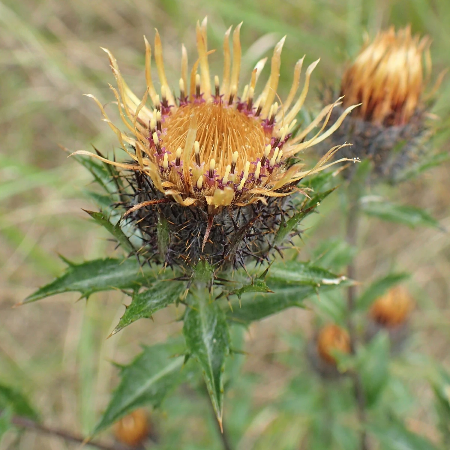 FuturePlanter Gewöhnliche Golddistel (Carlina Vulgaris) 3 FuturePlanter Gewöhnliche Golddistel (Carlina Vulgaris)