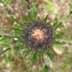 FuturePlanter Gewöhnliche Golddistel (Carlina Vulgaris) 11 FuturePlanter Gewöhnliche Golddistel (Carlina Vulgaris)