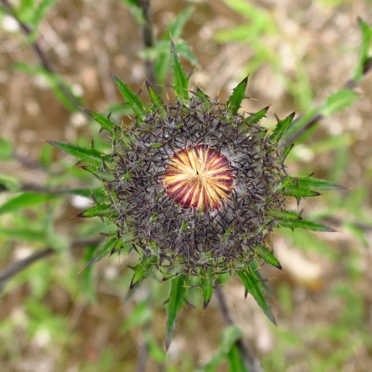 FuturePlanter Gewöhnliche Golddistel (Carlina Vulgaris) 4 FuturePlanter Gewöhnliche Golddistel (Carlina Vulgaris)
