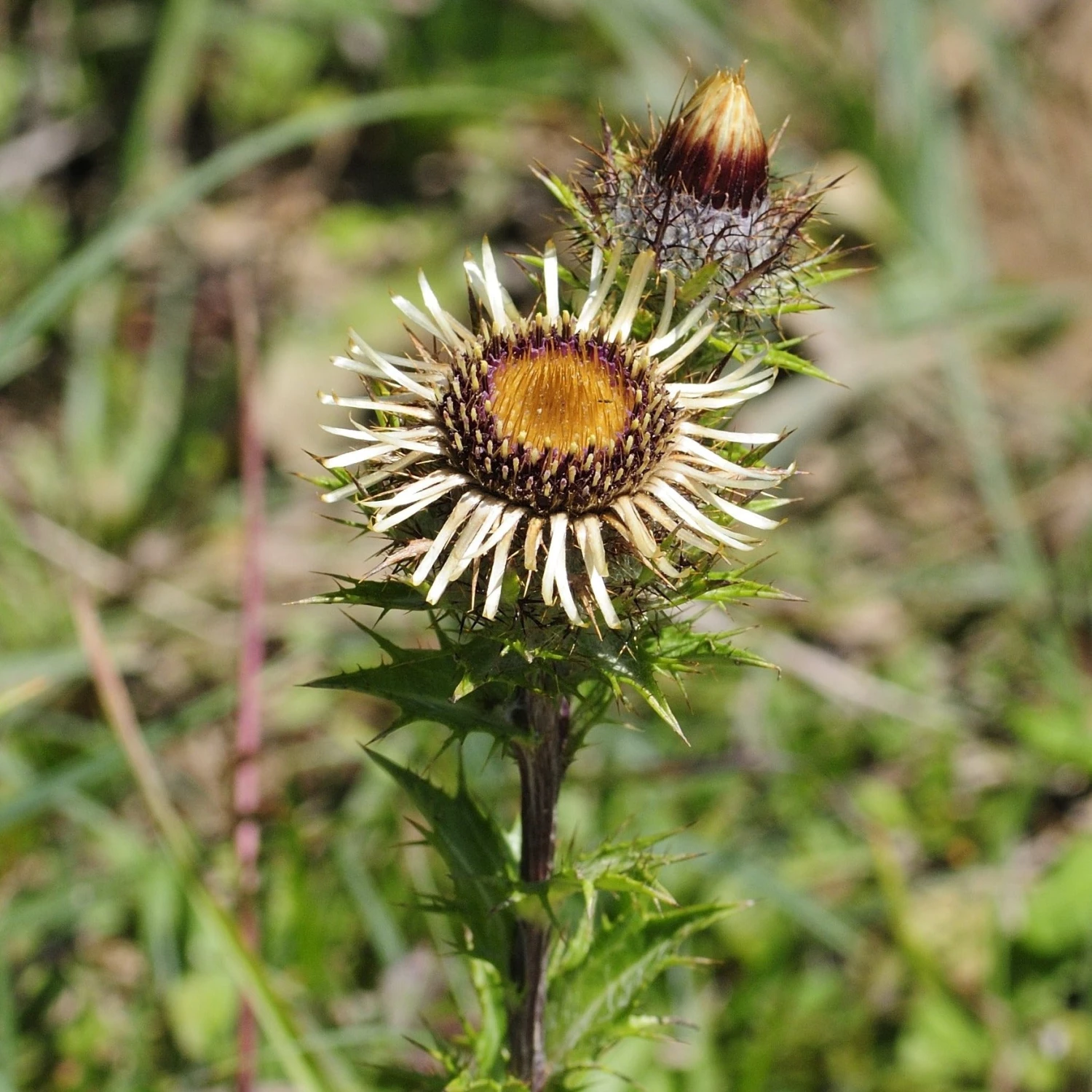 FuturePlanter Gewöhnliche Golddistel (Carlina Vulgaris) 1 FuturePlanter Gewöhnliche Golddistel (Carlina Vulgaris)