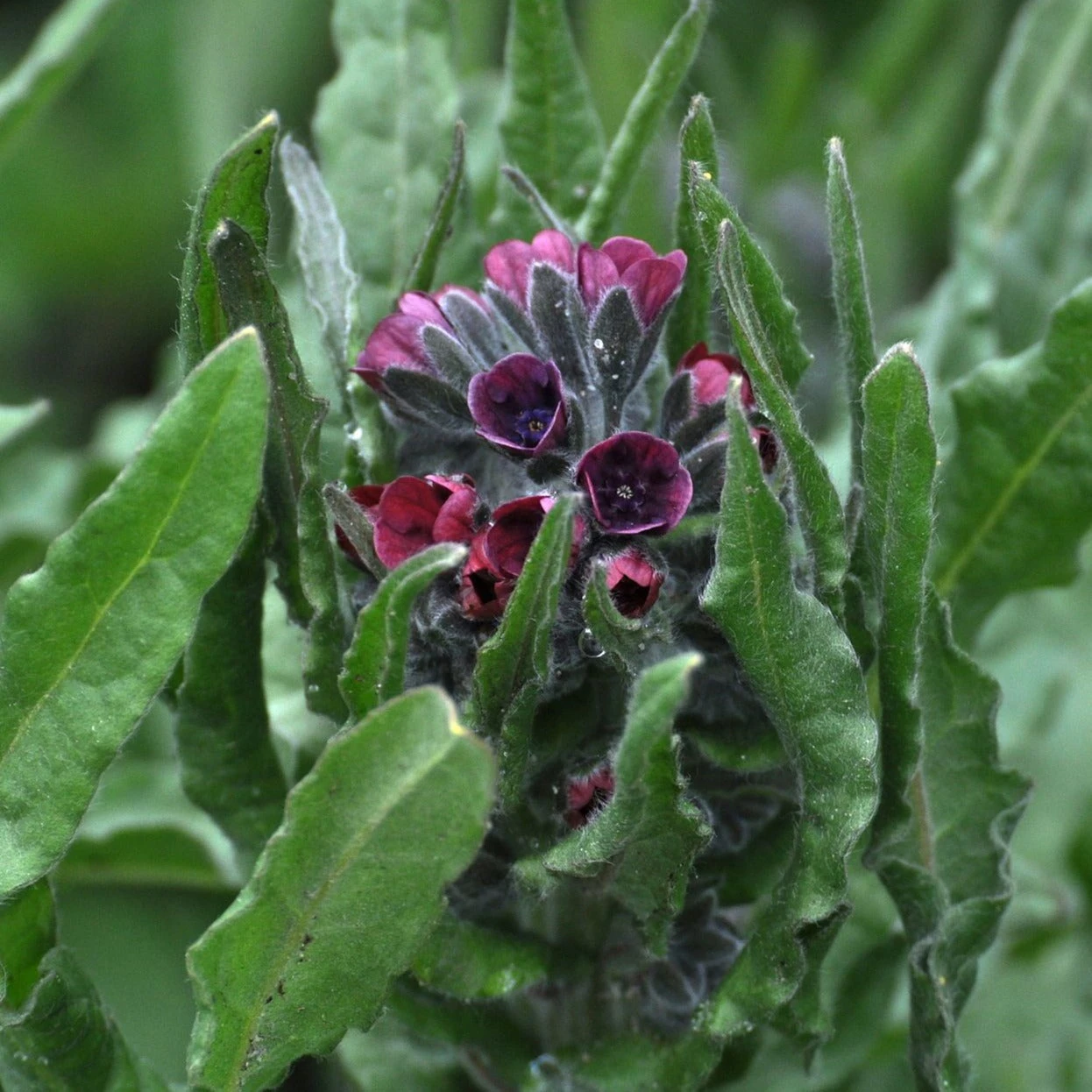 FuturePlanter Echte Hundszunge (Cynoglossum Officinale) 2 FuturePlanter Echte Hundszunge (Cynoglossum Officinale)
