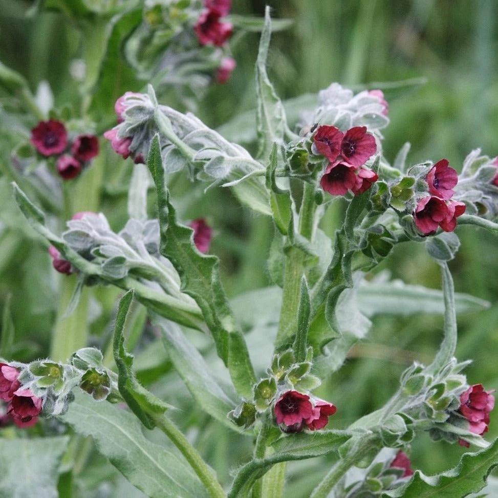 FuturePlanter Echte Hundszunge (Cynoglossum Officinale) 3 FuturePlanter Echte Hundszunge (Cynoglossum Officinale)