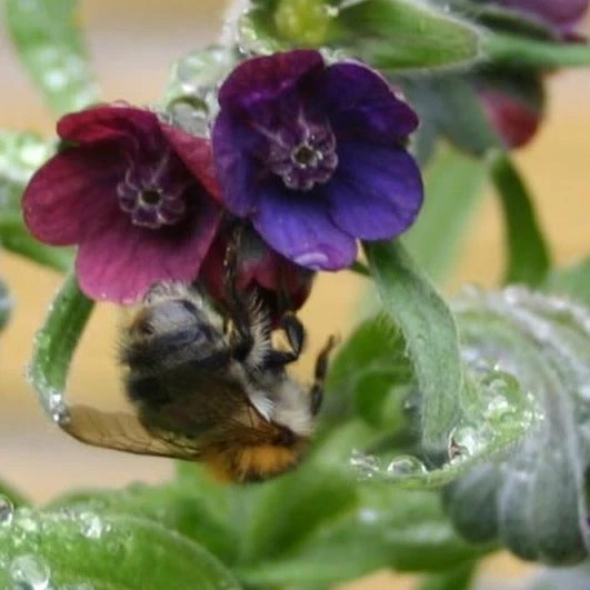FuturePlanter Echte Hundszunge (Cynoglossum Officinale) 6 FuturePlanter Echte Hundszunge (Cynoglossum Officinale)