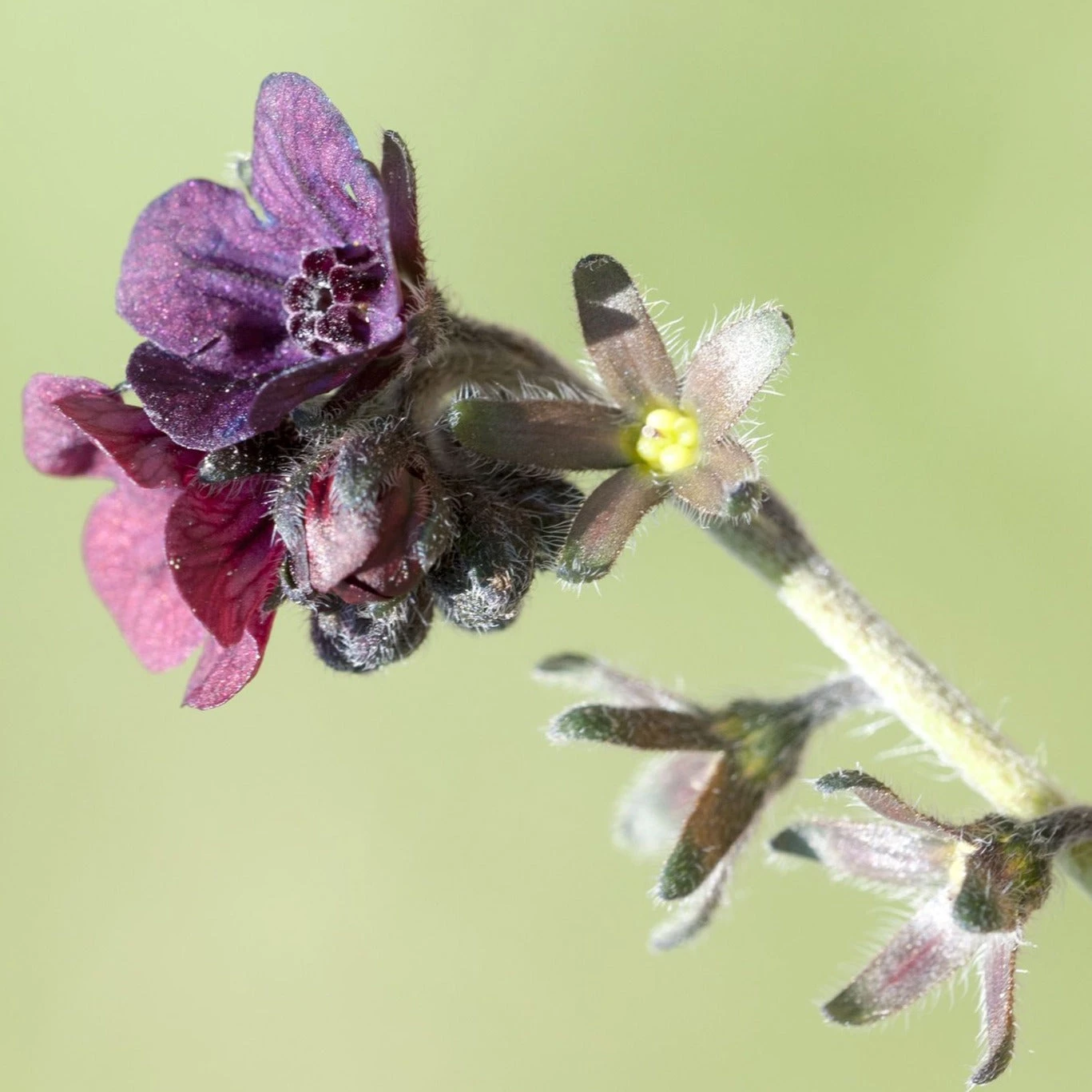 FuturePlanter Echte Hundszunge (Cynoglossum Officinale) 5 FuturePlanter Echte Hundszunge (Cynoglossum Officinale)