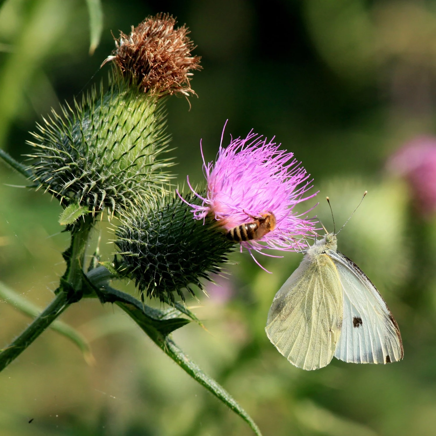 FuturePlanter Gewöhnliche Kratzdistel (Cirsium Vulgare) Alle Pflanzen Im Shop 3 FuturePlanter Gewöhnliche Kratzdistel (Cirsium Vulgare) Alle Pflanzen Im Shop