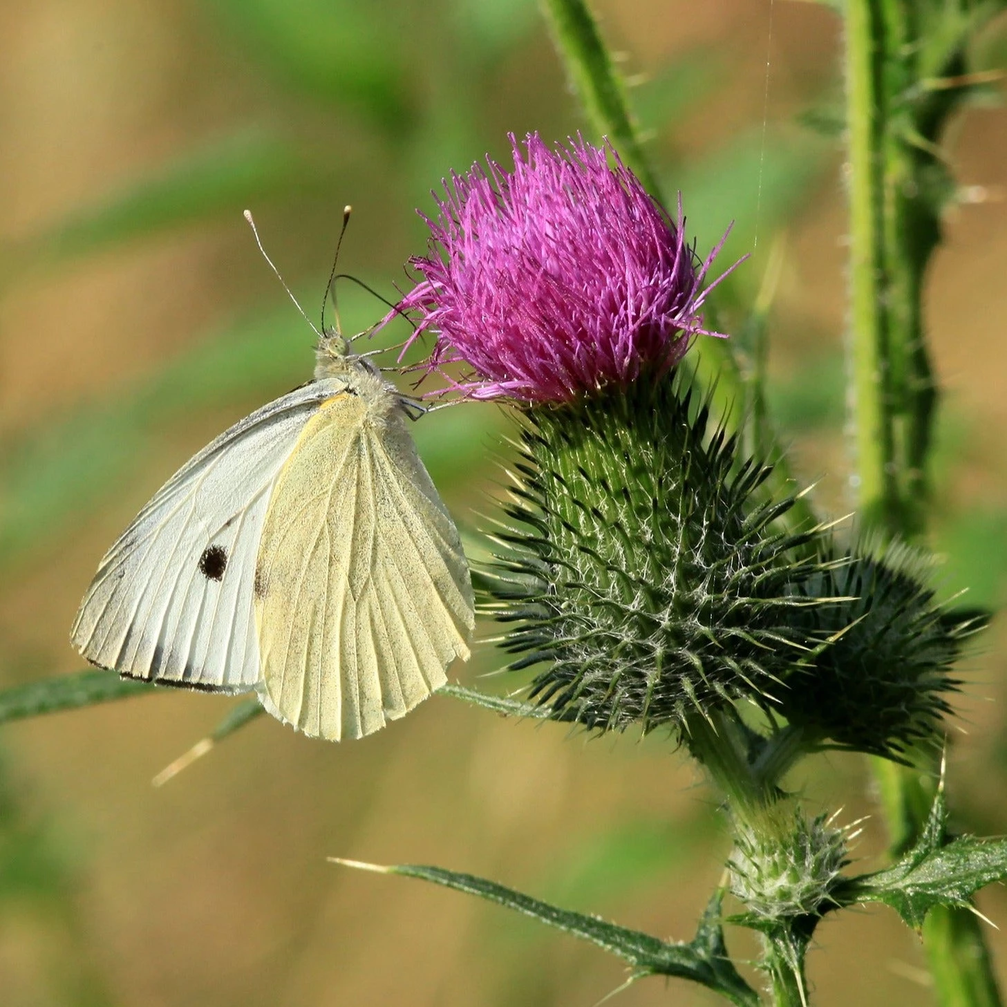 FuturePlanter Gewöhnliche Kratzdistel (Cirsium Vulgare) Alle Pflanzen Im Shop 2 FuturePlanter Gewöhnliche Kratzdistel (Cirsium Vulgare) Alle Pflanzen Im Shop