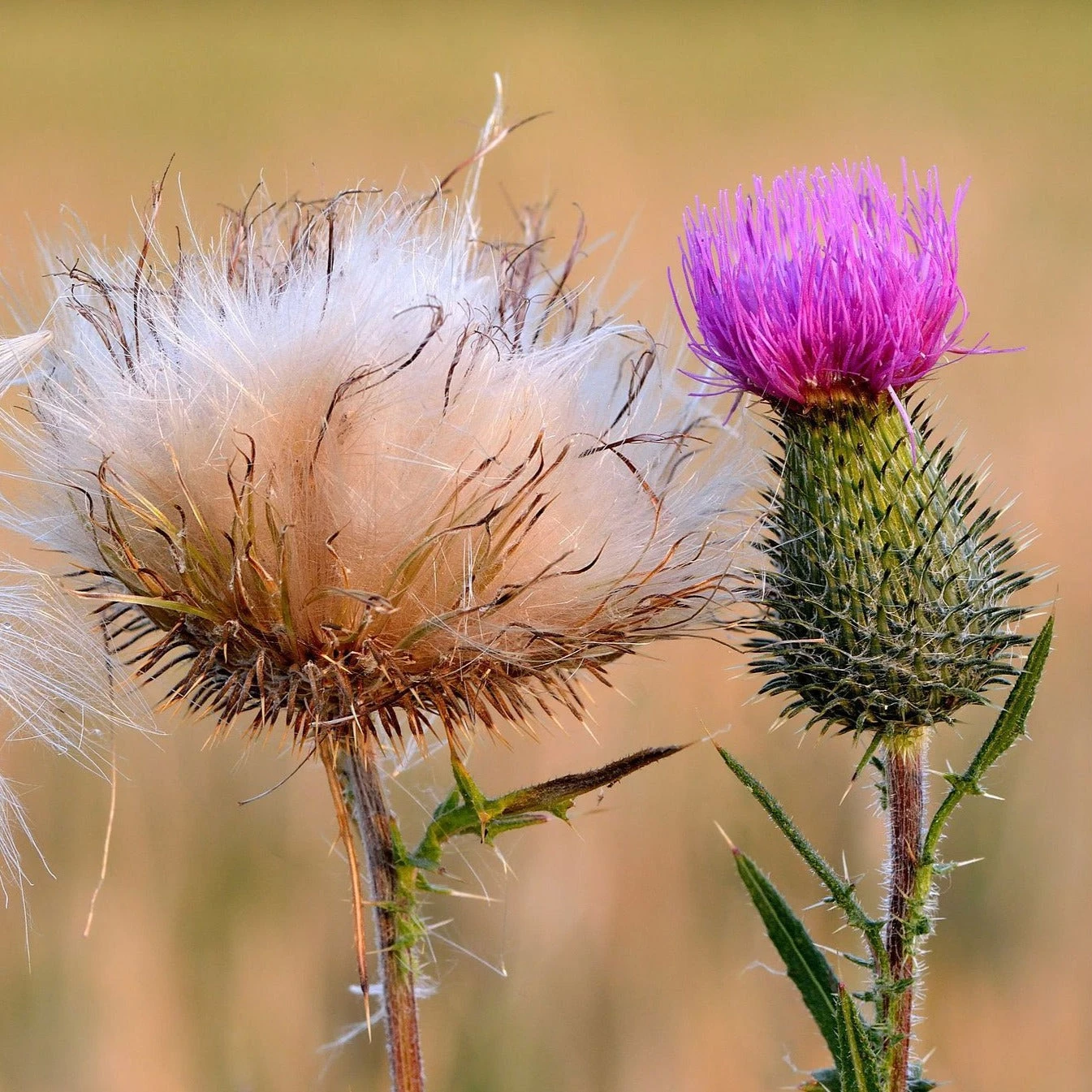 FuturePlanter Gewöhnliche Kratzdistel (Cirsium Vulgare) Alle Pflanzen Im Shop 7 FuturePlanter Gewöhnliche Kratzdistel (Cirsium Vulgare) Alle Pflanzen Im Shop